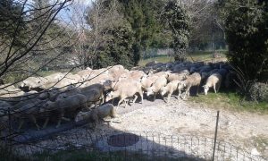Manif de moutons